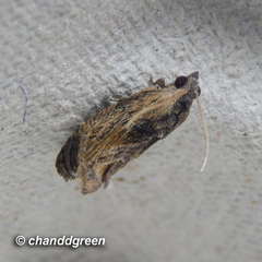 Cryptophlebia repletana