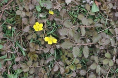 Argentina anserinoides