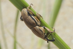 Sphenophorus aequalis