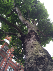 Platanus × hispanica