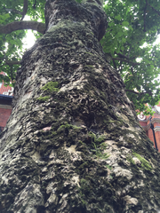 Platanus × hispanica
