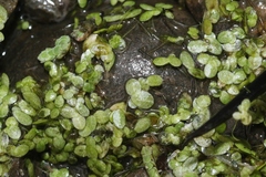 Lemna disperma