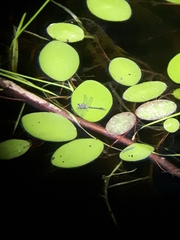 Arigomphus
