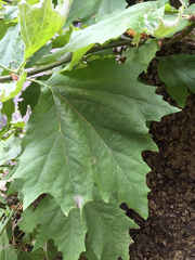 Platanus × hispanica