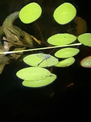 Arigomphus