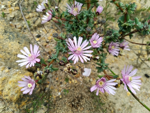 Image of Lampranthus leptaleon by (c) De Waal Hugo, some rights reserved (CC BY)
