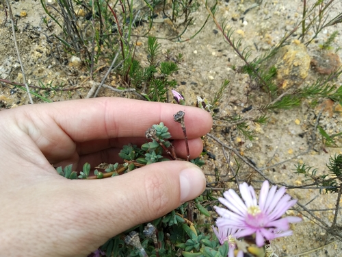 Image of Lampranthus leptaleon by (c) De Waal Hugo, some rights reserved (CC BY)