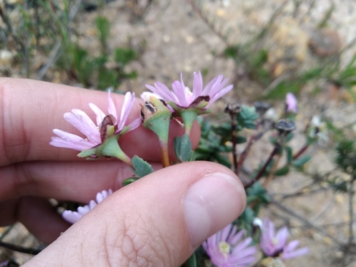 Image of Lampranthus leptaleon by (c) De Waal Hugo, some rights reserved (CC BY)