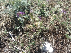 Medicago lessingii