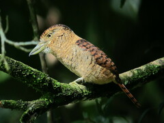 Barred Puffbird photo 3