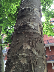 Platanus × hispanica