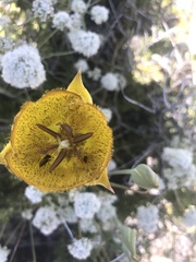 Calochortus weedii weedii