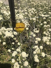 Calochortus weedii weedii