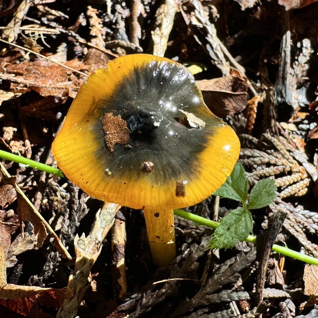 Hygrocybe sp. 'conica-PNW28'