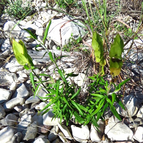 Image of Yeatesia platystegia by (c) Annika Lindqvist, some rights reserved (CC BY)