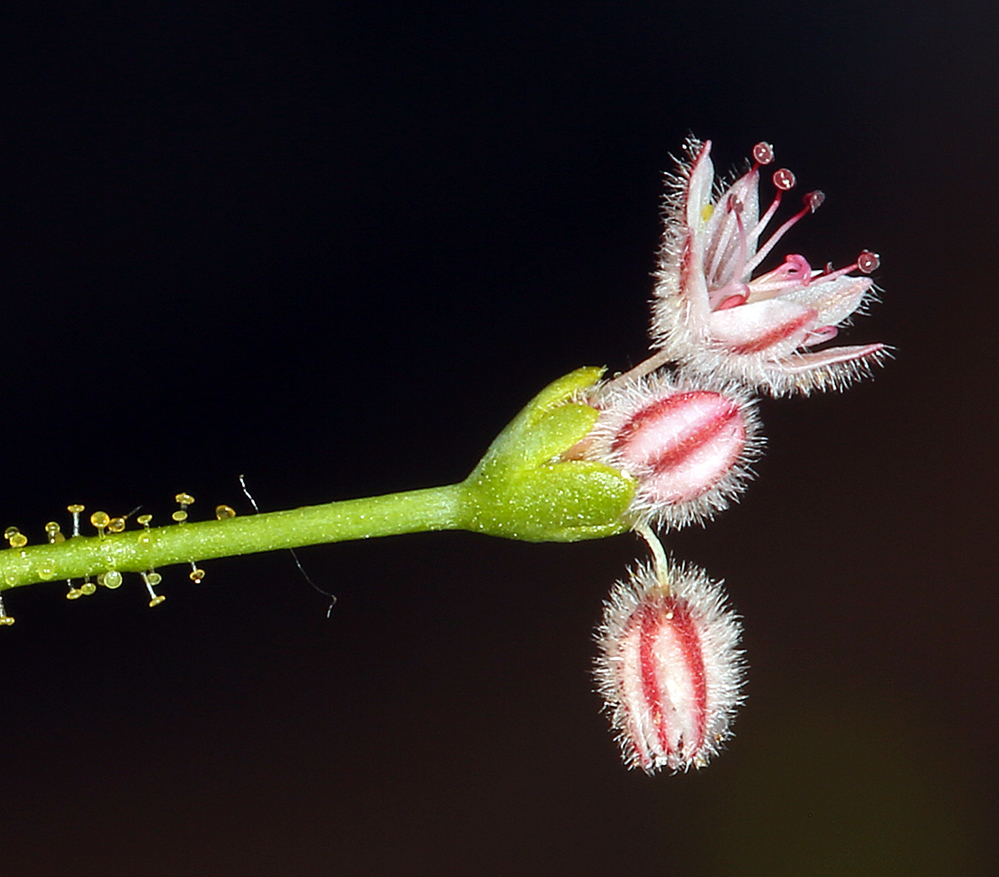 Eriogonum glandulosum