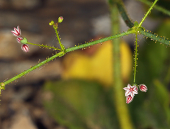 Eriogonum glandulosum
