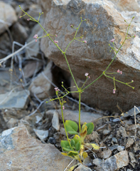 Eriogonum glandulosum
