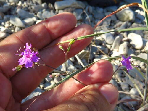 Image of Boerhavia linearifolia by (c) Annika Lindqvist, some rights reserved (CC BY)