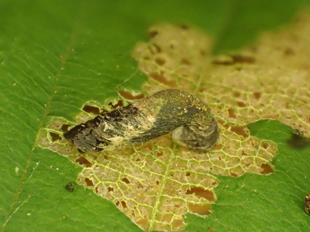 Scarce Wood Case-bearer
