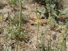 Plantago salsa