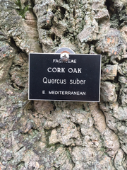 Quercus suber