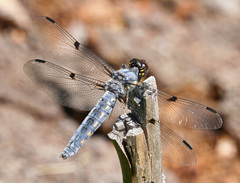 Libellula nodisticta