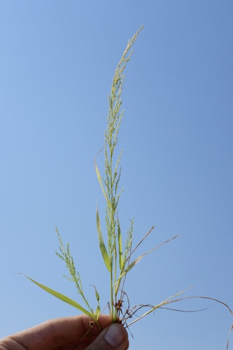 Pond Lovegrass (Eragrostis japonica)