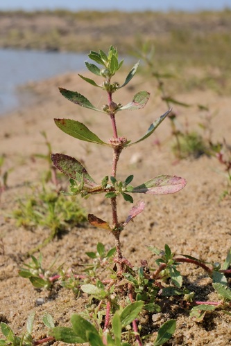 Image of Bergia texana by (c) Nathan Aaron, some rights reserved (CC BY)