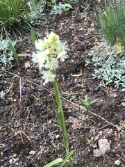 Toxicoscordion paniculatum