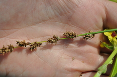 Carex paniculata
