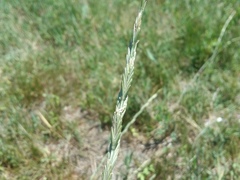 Thinopyrum elongatum