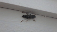 Xylotrechus convergens