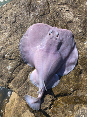 Pacific Torpedo photo 4