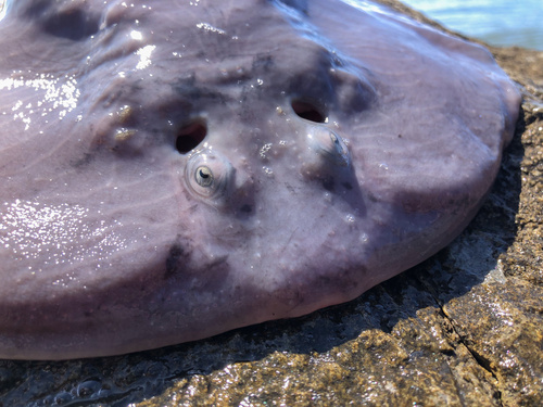 Electric ray (Tetronarce californica) — Torpedinidae — 3