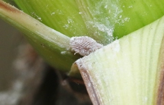 Balanococcus cordylinidis