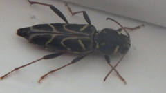 Xylotrechus convergens