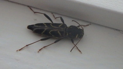 Xylotrechus convergens