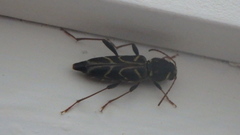 Xylotrechus convergens