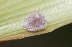 Balanococcus cordylinidis