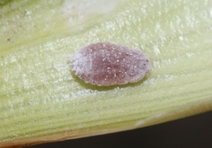 Balanococcus cordylinidis