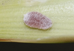 Balanococcus cordylinidis