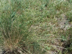 Thinopyrum elongatum