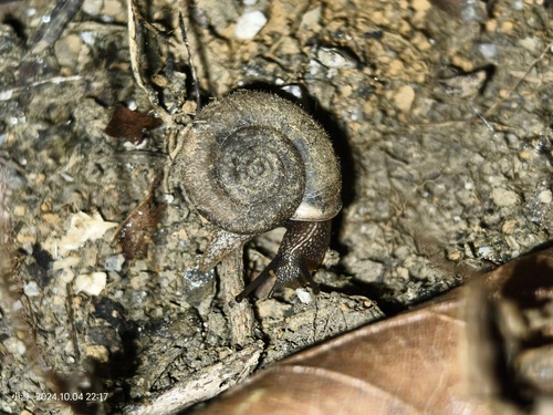Trichobradybaena submissa