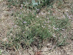 Limonium caspium