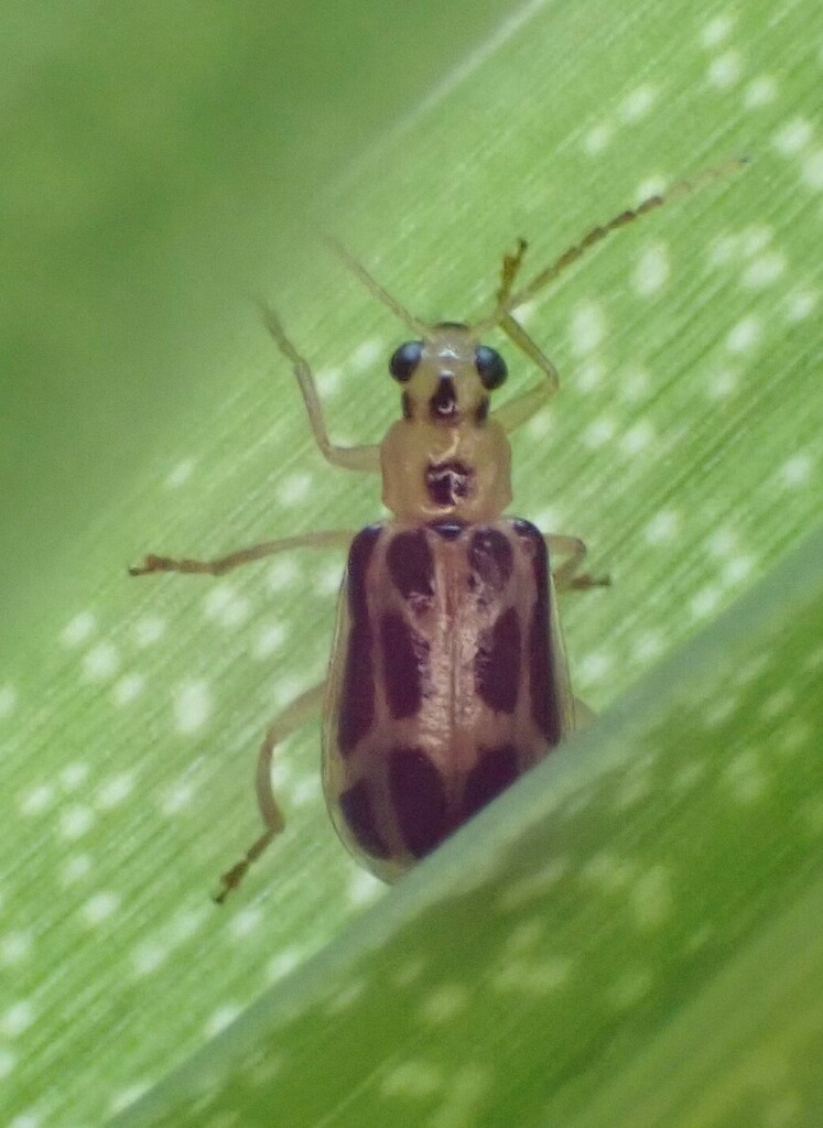 Hyperbrotica ebraea
