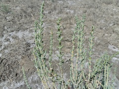 Halocnemum strobilaceum