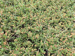 Ceanothus prostratus