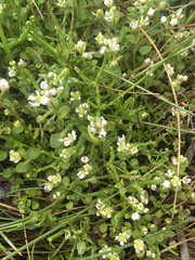 Cochlearia groenlandica