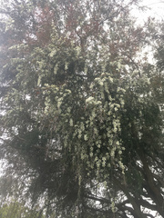 Leptospermum morrisonii